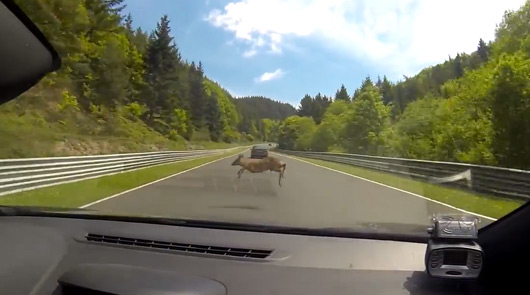 Renault Megane deer strike at the Nurburgring